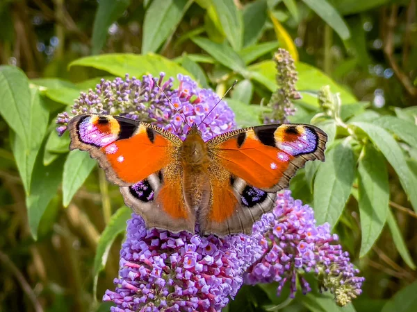 Colourful Butterfly Smelling Tree Garden Berlebeck Nrw Germany — Stock Photo, Image