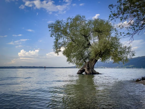 Pemandangan Indah Berwarna Warni Wocherhafen Danau Constance Vorarlberg Austria — Stok Foto