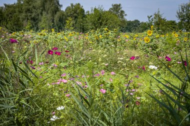 Vorarlberg, Avusturya 'daki Jannersee' de harika renkli çiçekler.