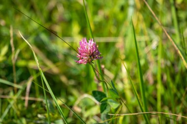 Avusturya, Constance Gölü 'ndeki yeşil bir arazide küçük güzel bir fabrikanın kapağını kapatın.