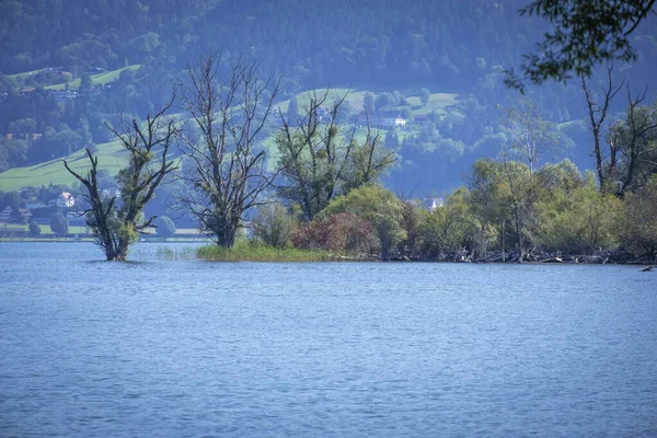 오스트리아의 콘스탄스 호수에 보케라 펜에서 오락을 취하는 — 스톡 사진