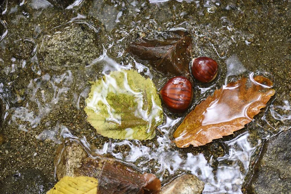 Natürlicher Herbsthintergrund Mit Kastanien Und Nassen Blättern — Stockfoto
