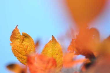 Kızıl sonbahar yaprakları rüzgarda gökyüzünde
