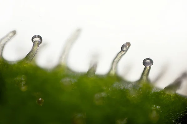 Détail Des Trichomes Cbd Photographie Microscopique — Photo