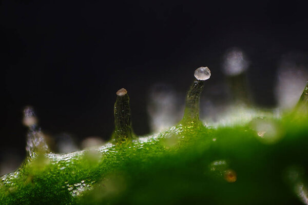 Мбаппе трихомов в микроскопическом видении листа CBD с черным фоном и большой размытостью