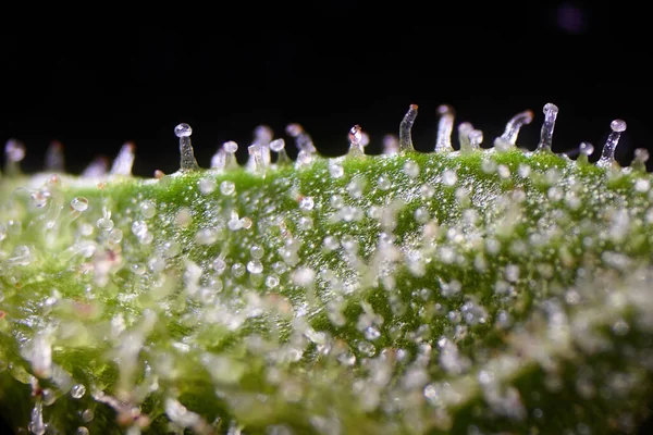 Hoja Cbd Macro Con Detalle Trichome Fondo Negro Desenfocado — Foto de Stock