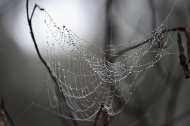 Sisli ormanda ıslak örümcek ağı