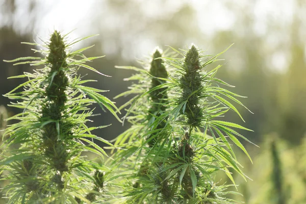Üç büyük CBD fabrikası, gün batımında açık hava plantasyonunda çiçek açıyor.