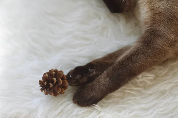 Detail Paws Cat Lying White Synthetic Fur Pine Cone — Stock Photo, Image