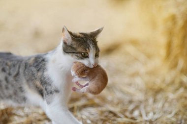 Anne kedi yavrusunu ağzında taşıyor.
