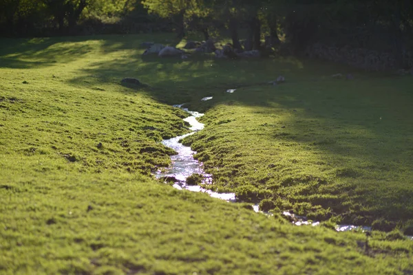 Kleiner Wasserlauf Mit Sonnenschein Auf Einer Wiese — Stockfoto