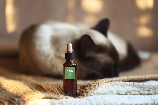 Evcil kedi için bir kutu CBD kenevir yağı, seçici yaklaşım