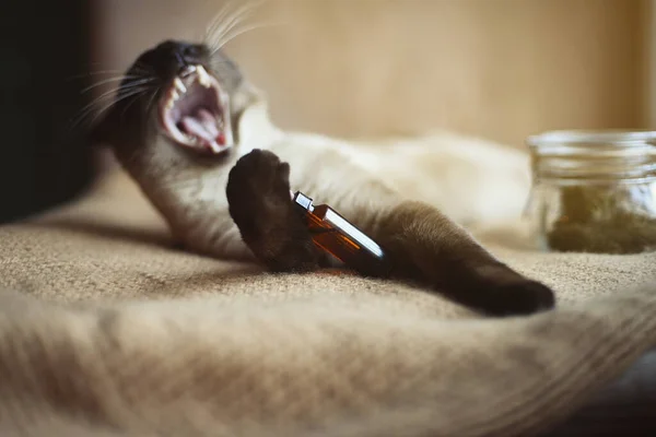 Gato Engraçado Com Boca Aberta Conta Gotas Óleo Cbd Para — Fotografia de Stock