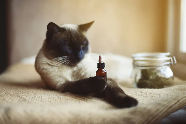 Kattenvanger Cbd Oliedruppelaar Voor Dieren Met Een Onscherpe Achtergrond Selectieve — Stockfoto