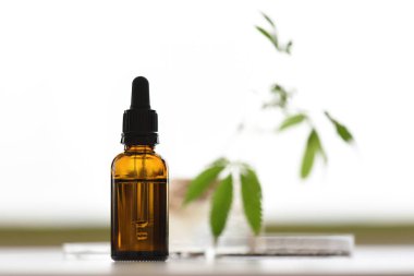 Laboratuvarda kenevir bitkisi ve odak dışı arka planlı CBD yağ tenceresi