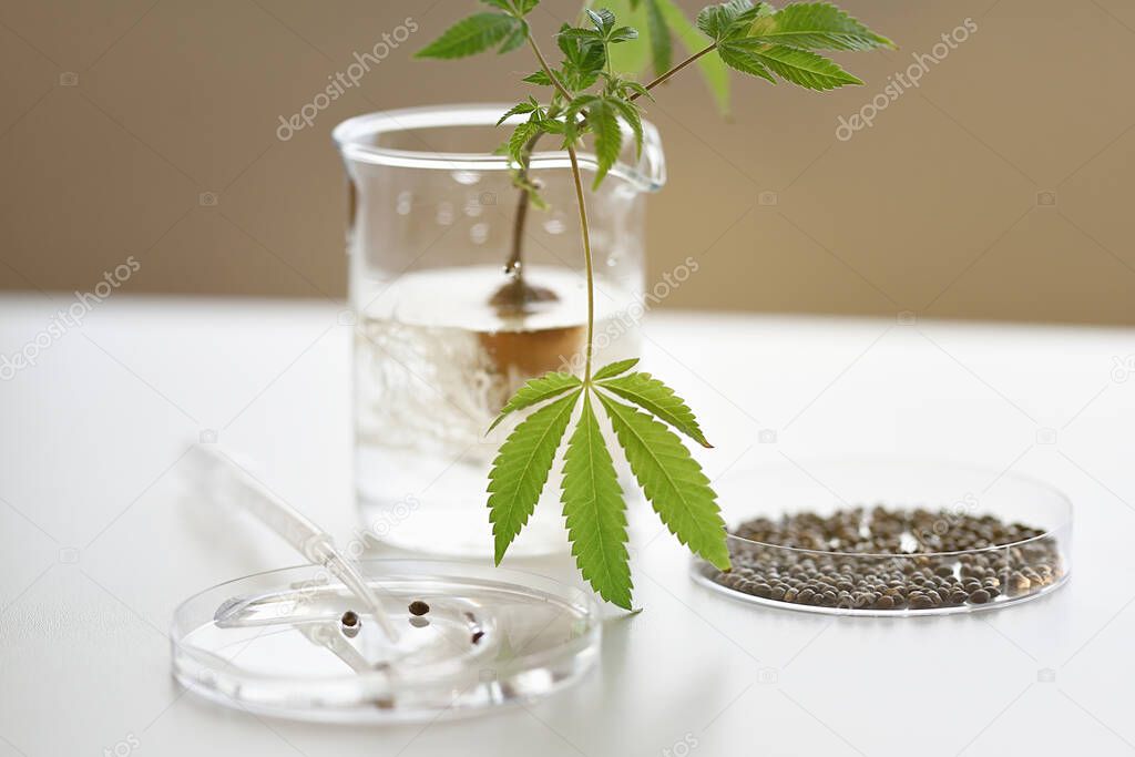 Medical laboratory with rooted cannabis plant cuttings and CBD seeds