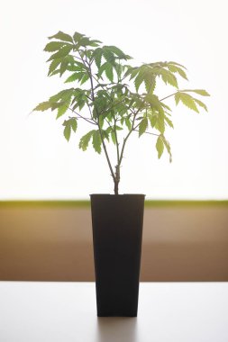 Laboratuvarda arka ışıklandırmalı siyah kapta güzel bir cbd bitkisi.