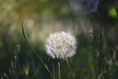 Ormanda büyük bir karahindiba