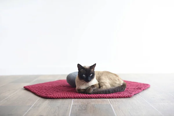 Gatto Sdraiato Sul Tappeto Cuscino Meditazione Sfondo Bianco Con Spazio — Foto Stock