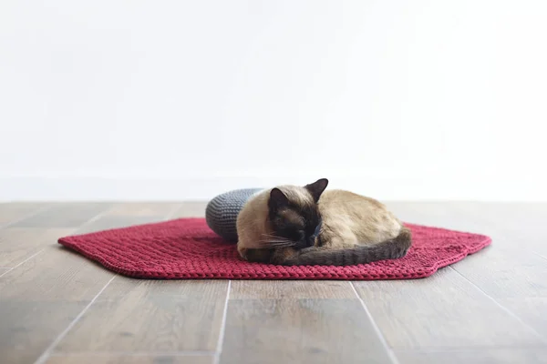 白い背景にカーペットの上で寝ているシアメス猫 — ストック写真