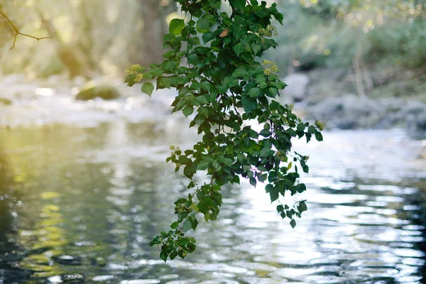 Zweig Hängt Über Dem Wasser Eines Flusses Mit Spiegelungen Bei — Stockfoto