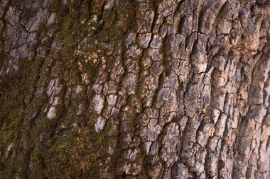 Ağaç gövdesi kabuğu, kestane.