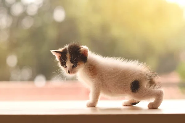 Gün Batımında Sevimli Korkmuş Küçük Kedi Yavrusu — Stok fotoğraf