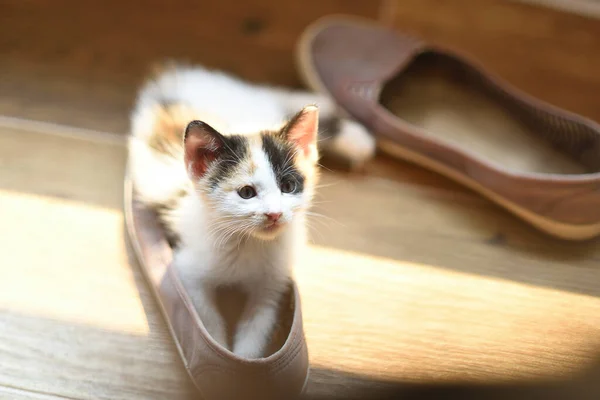 Ayakkabının Içindeki Beyaz Kedi Yavrusu Şefkat Eğlence Konsepti — Stok fotoğraf