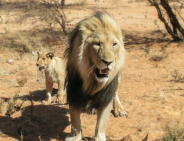 In Africa, an adult male lion with a black mane took his son, a young lion, for the first walk along the bush. animals stand and look at the photographer, who makes their portrait.