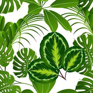 Ekzotik yeşil yapraklı, Calathea ve Monstera 'lı kusursuz tropikal yaz deseni..