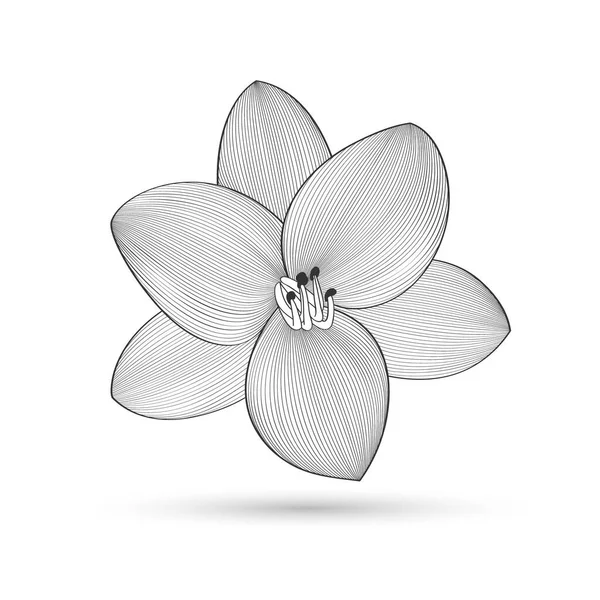 Soyut Çiçek Arkaplanı Vektör Çiçek Zambağı Tasarım Elementi — Stok Vektör