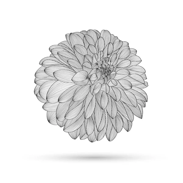 Handzeichnung Floralen Hintergrund Vektorblumen Dahlie Element Für Design — Stockvektor