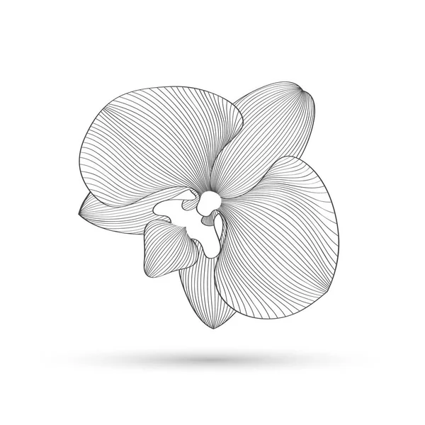 Χειροποίητο Αφηρημένο Λουλουδάτο Φόντο Διάνυσμα Ορχιδέας Λουλουδιών Στοιχείο Σχεδιασμού — Διανυσματικό Αρχείο