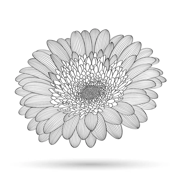 Çizimi Çiçek Arkaplanı Vektör Çiçek Gerbera Tasarım Elementi — Stok Vektör