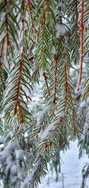 Agujas Abeto Verde Brillante Están Cubiertas Copos Nieve Enfoque Selectivo Fotos de stock libres de derechos