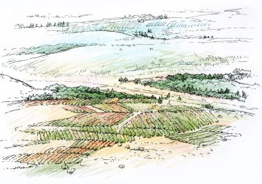 landscape with vineyard clipart