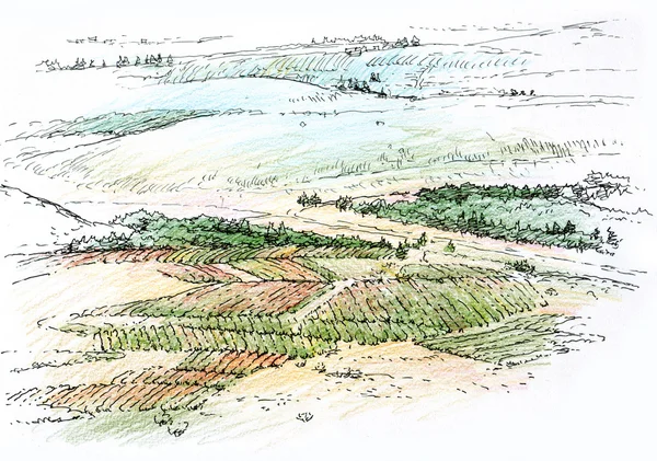 Landschap met wijngaard — Stockfoto