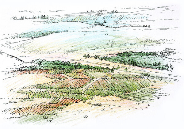 Пейзаж с виноградником