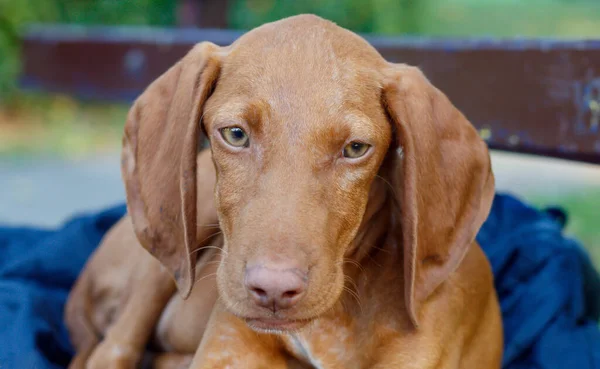 Close Puppy Van Hongaarse Kortharige Vizsla — Stockfoto