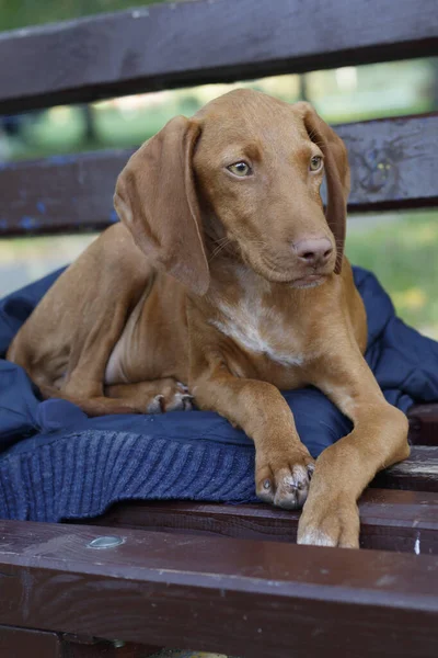 Close Puppy Hungarian Short Haired Vizsla — Stock Photo, Image