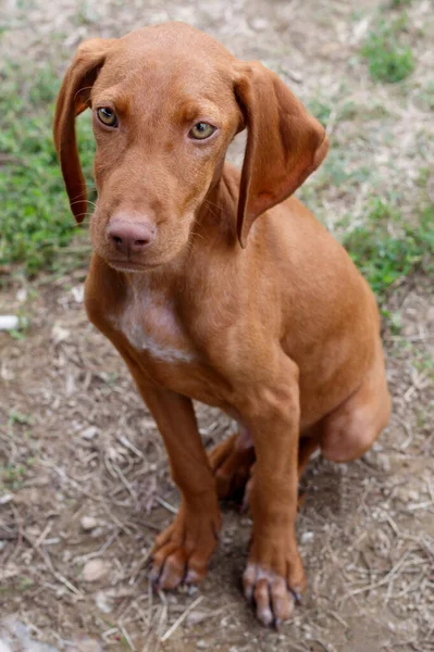 Close Puppy Van Hongaarse Kortharige Vizsla — Stockfoto