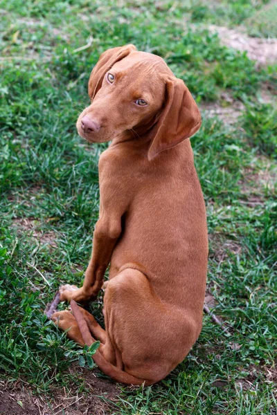 Close Filhote Cachorro Cabelo Curto Húngaro Vizsla — Fotografia de Stock