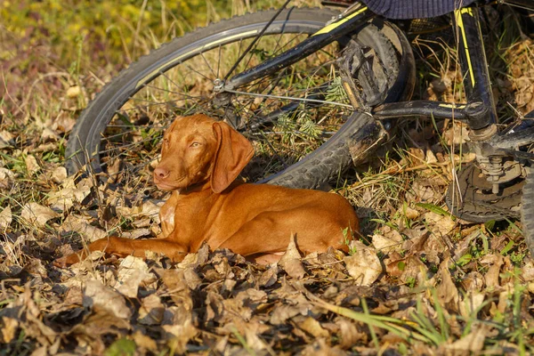 Cachorro Meses Edad Vizsla Pelo Corto Húngaro Acostado Suelo Junto Fotos de stock