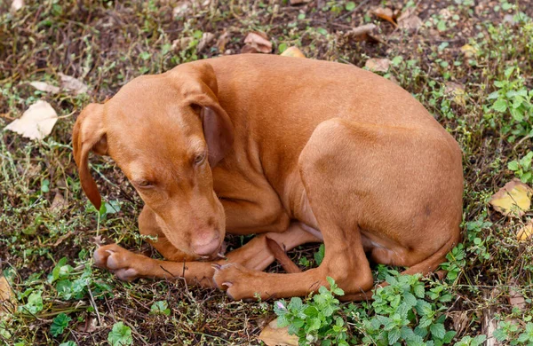 Close Puppy Hungarian Short Haired Vizsla Laying Ground — Stock Photo, Image
