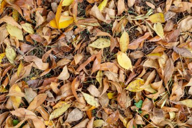 Renkli Sonbahar Yaprakları Yerde