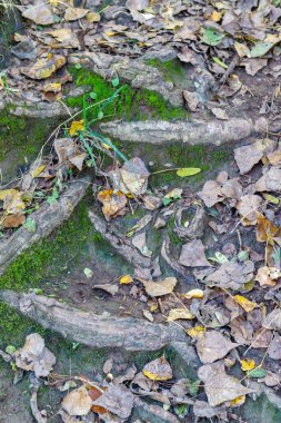 Kök Ağacı ve Sonbahar Yaprakları 'ndan Yapılandırma