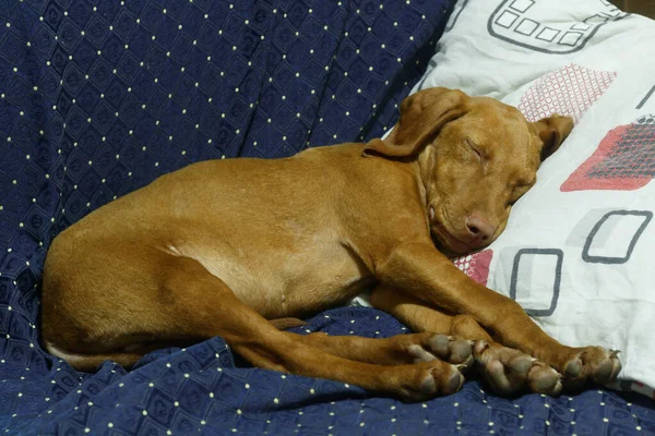 Cachorro Durmiendo Sofá Con Cabeza Almohada Imágenes de stock libres de derechos