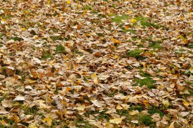 Renkli Sonbahar Yaprakları Dokusu / Arkaplanı
