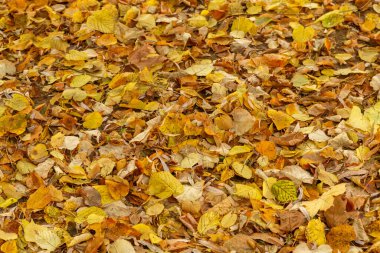 Renkli Sonbahar Yaprakları Dokusu / Arkaplanı