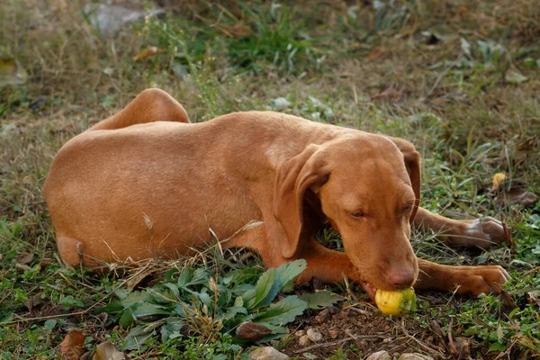 Cute Vizsla Puppy Laying Ground Eating Apple — Stock Photo, Image